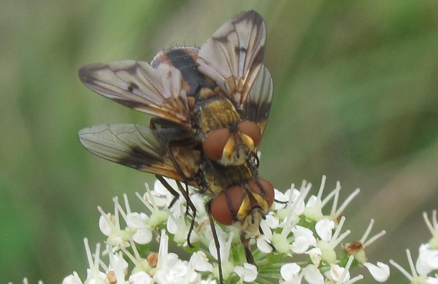 Ectophasia crassipennis? in accoppiamento